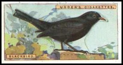 1 Blackbird